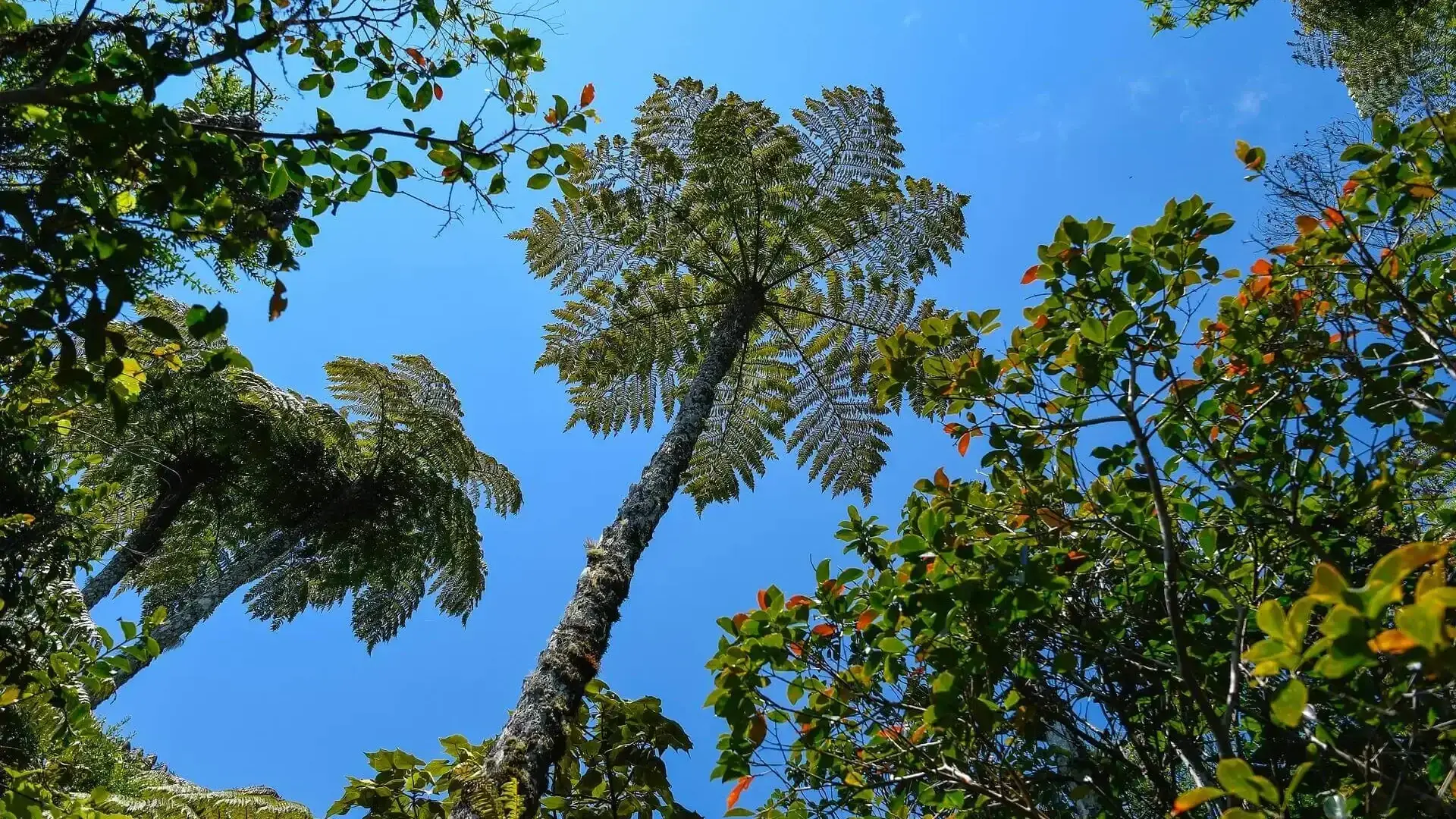 Office de Tourisme de l'Est de La Réunion