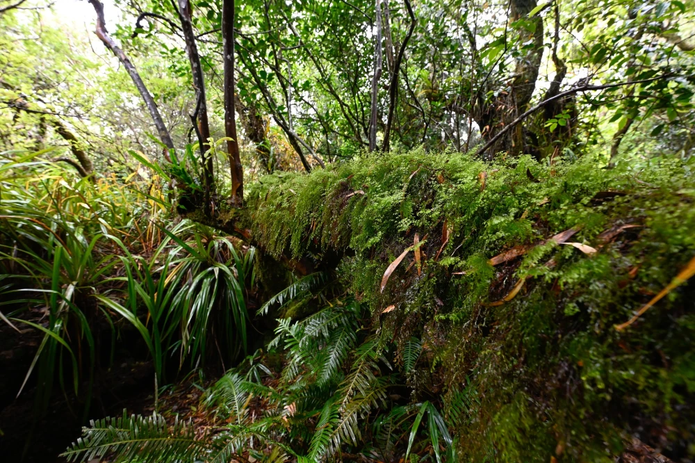 Les activités dans l'Est de La Réunion