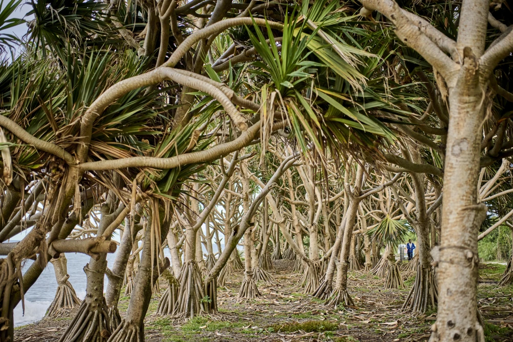 L'Est de La Réunion s'engage pour un avenir durable
